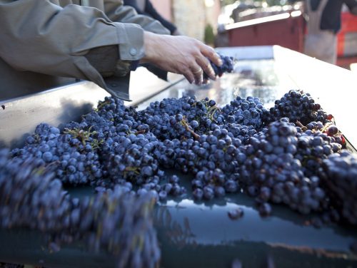 la-vinification1