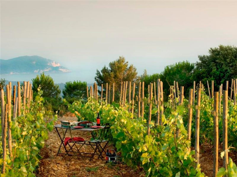 le-vignoble-bernard-touillon
